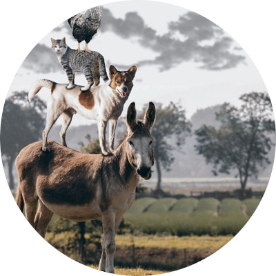 Psychologue pour Adulte